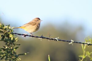 Gainesville is for the (migrating) birds, says city proclamation