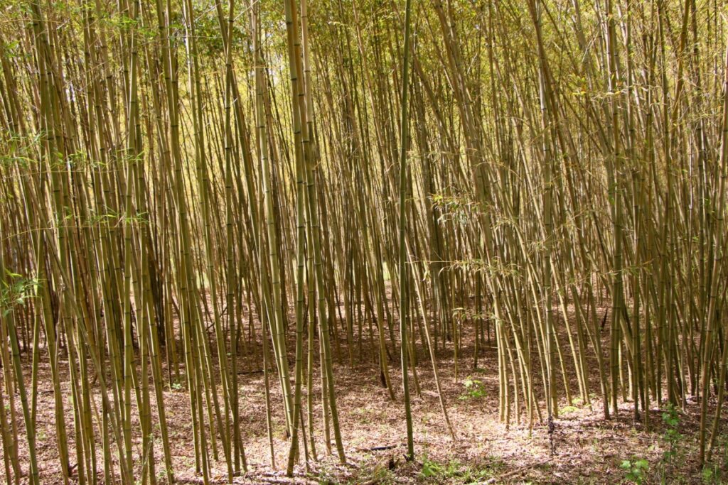 A wall of bamboo sprouts up in the farm's bamboo forest.