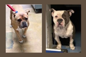 Alachua family in suspected fatal dog attack has prior history with animal control