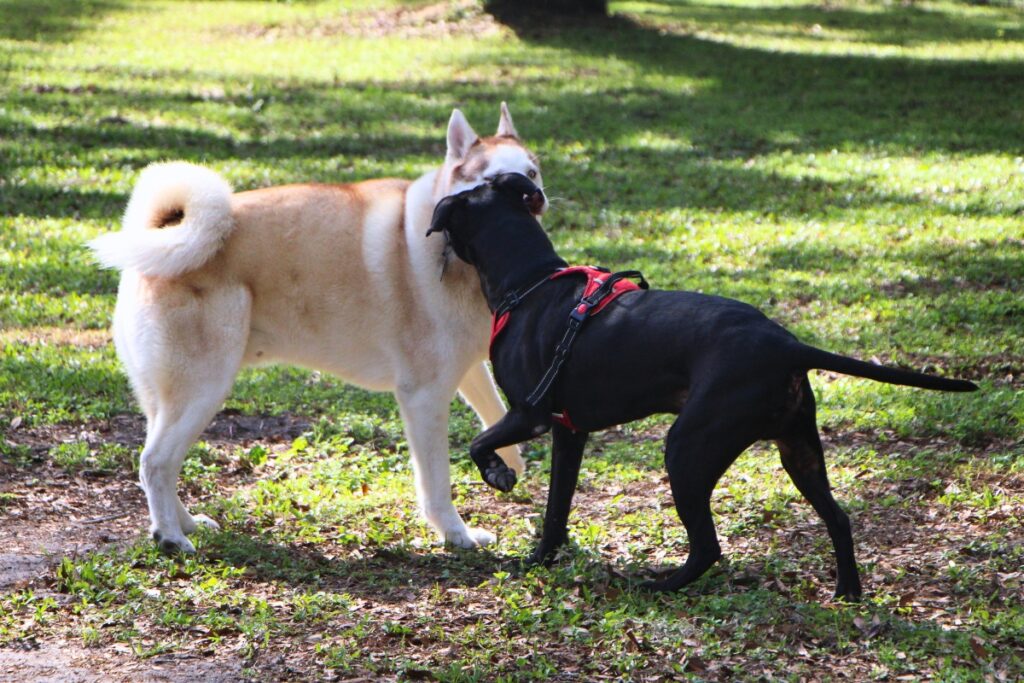 New furry friendships are forged during the opening of Newberry's Central Bark dog park. Photo by Lillian Hamman