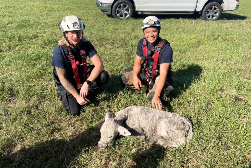 Nori Nite owner Oulay Inthalangsy (right) rescues a calf with Alachua County Fire Rescue.