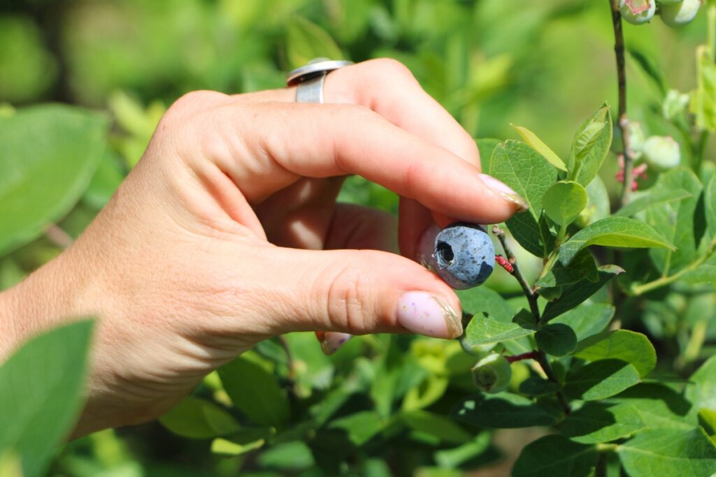 A hand holds up a blueberry against a green, leafy background at the farm.