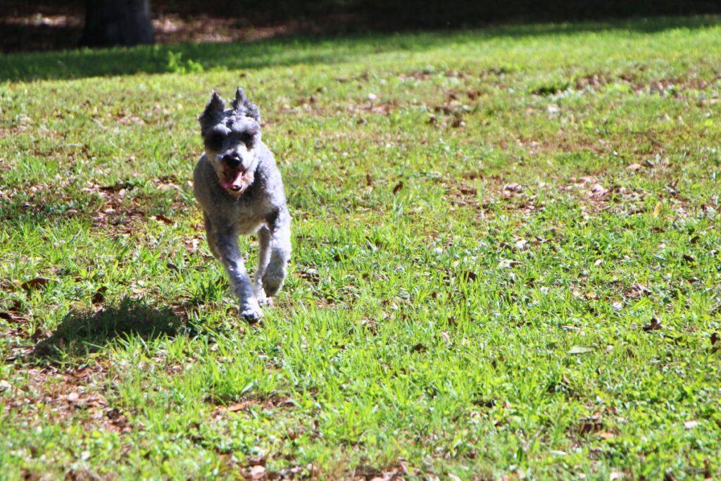 Swayze the schnauzer tests the turf at Central Bark. Photo by Lillian Hamman