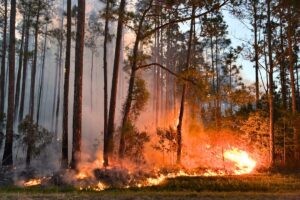 Wildfires remain active in Alachua, Clay, Levy and Putnam counties