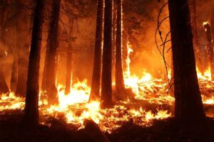 Levy County urges evacuations as Cow Creek Fire expands past 700 acres