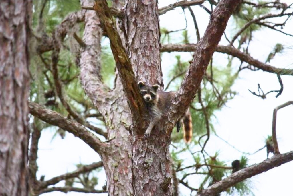 The Florida Fish and Wildlife Conservation Commission (FWC) will present the draft materials for the Cypress Creek Wildlife Management Area 10-year Land Management Plan at a public hearing