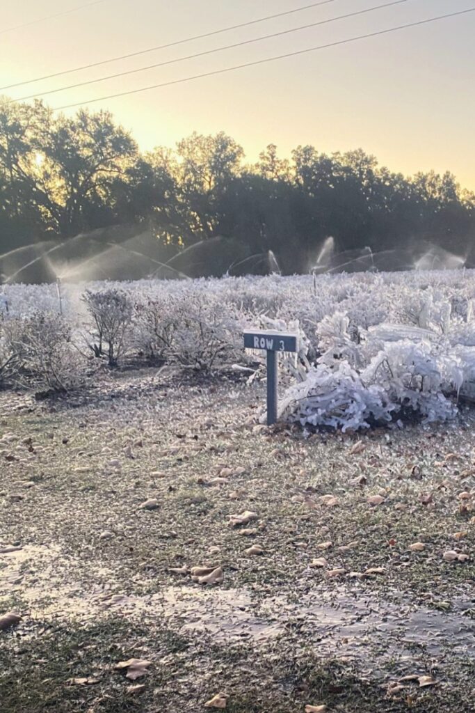 Frozen blueberry plants being watered with overhead pipes.