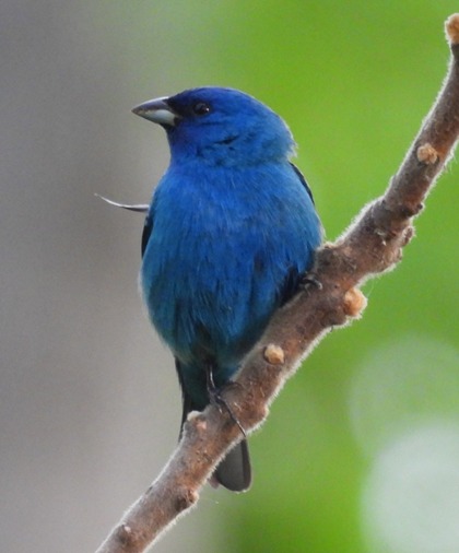 An Indigo Bunting.