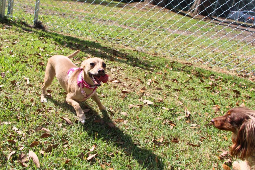 Zoe unleashes her zoomies at Newberry's Central Bark dog park. Photo by Lillian Hamman