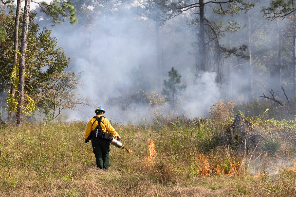 UF/IFAS: Researchers explain how not all smoke signals danger