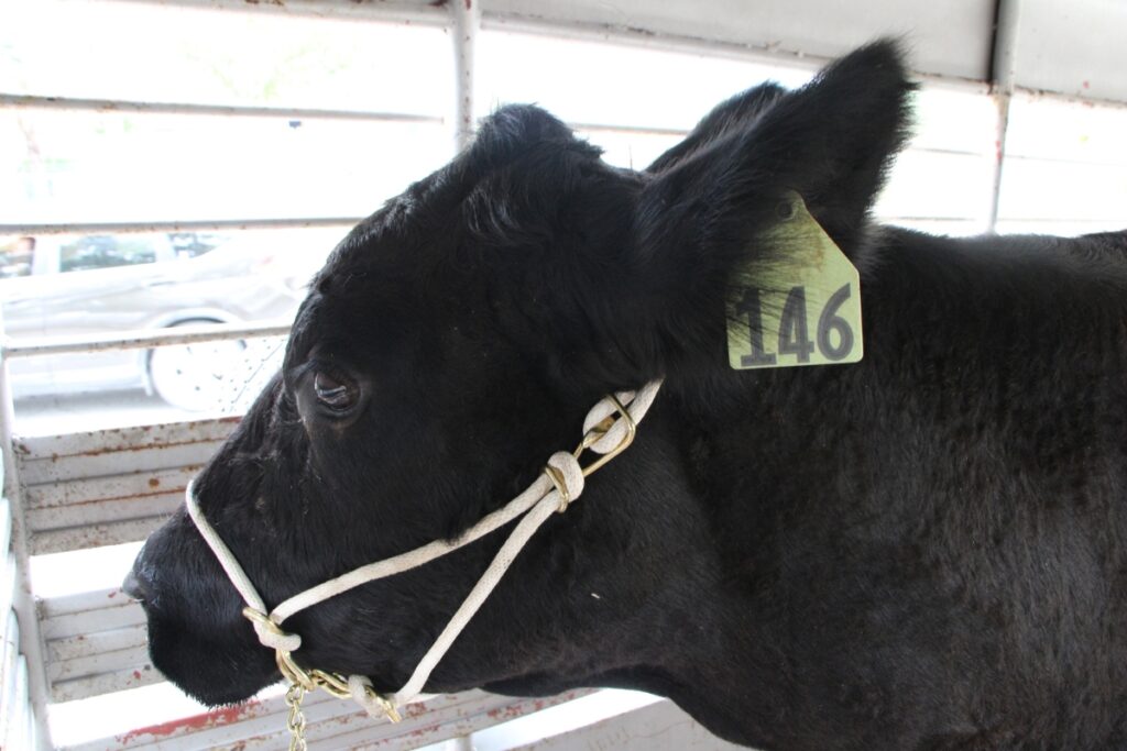 'Queenie' the award-winning cow makes an appearance at Archer's Train Day.