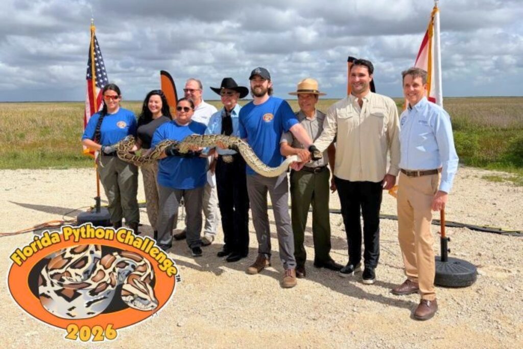 The 2026 Florida Python Challenge kicks off July 10 in South Florida. Courtesy of FWC