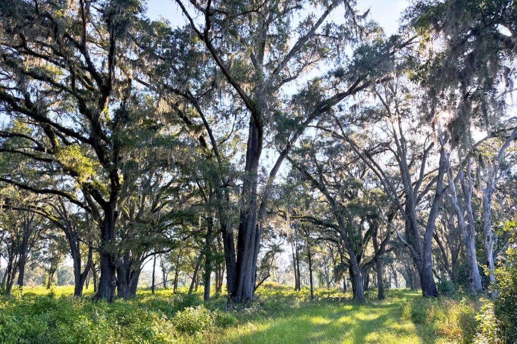 The Alachua Conservation Trust recently protected 185 acres of a historic family farm in Columbia County near O’Leno State Park and Ichetucknee Springs State Park. Courtesy of ACT