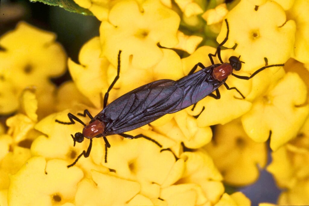 The lovebug, which is actually a fly whose scientific name is Plecia nearctica, migrated naturally along the Gulf of Mexico. It was first identified in southeastern Texas in 1940 and has since spread through the Gulf Coast states of Louisiana, Mississippi, Alabama and Florida, as well as Georgia and South Carolina.