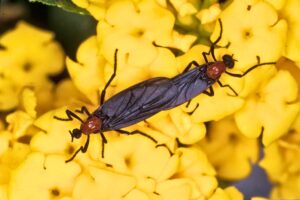 UF/IFAS: What Florida residents need to know about lovebugs
