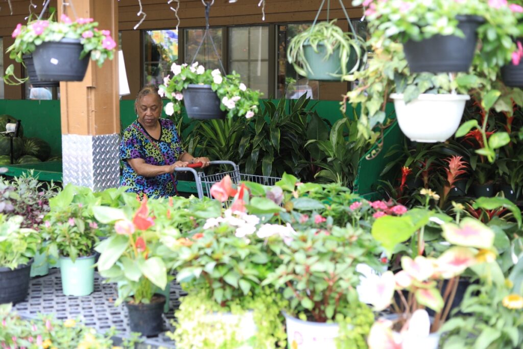 A customer looks over the plants and flowers at Ward's Supermarket. Photo by Lillian Hamman