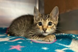 Alachua County Animal Resources temporarily suspends cat and kitten adoptions