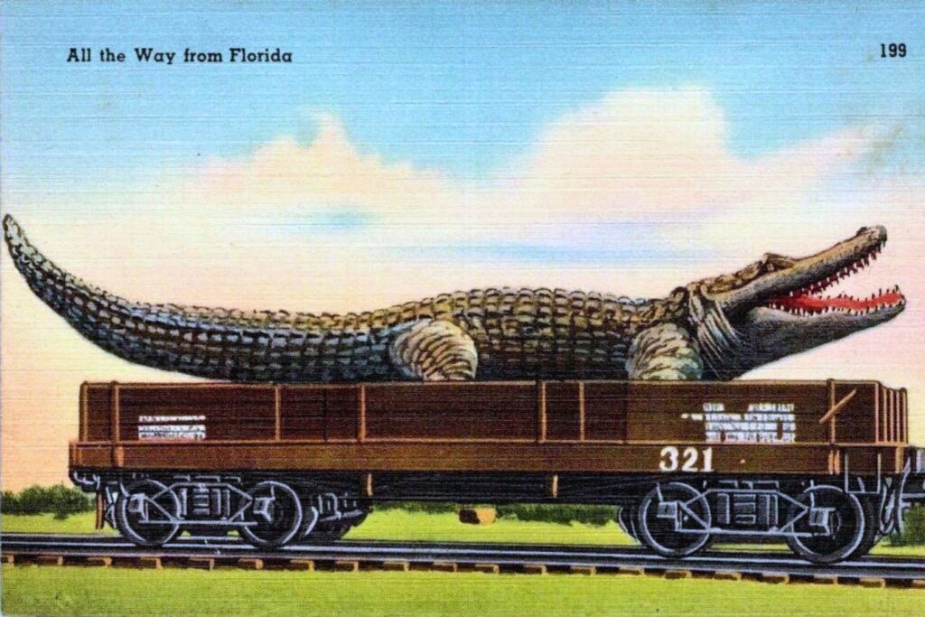 Gator on a boxcar postcard from the 1940s-50s. Courtesy of Liz Coursen