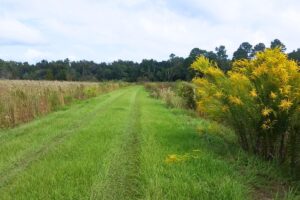 Levy Loop Trail at Barr Hammock Preserve temporarily closes for maintenance