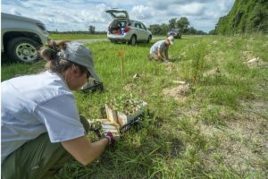 UF butterfly experts plant roadside milkweed in Florida to help monarchs