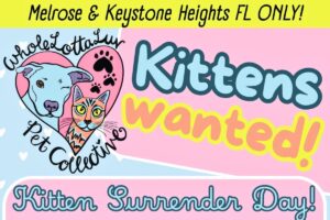 Local animal welfare organizations to host ‘Kitten Surrender Day’ on Tuesday