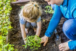 UF/IFAS: Florida heat isn’t just hard on your plants, but also on you