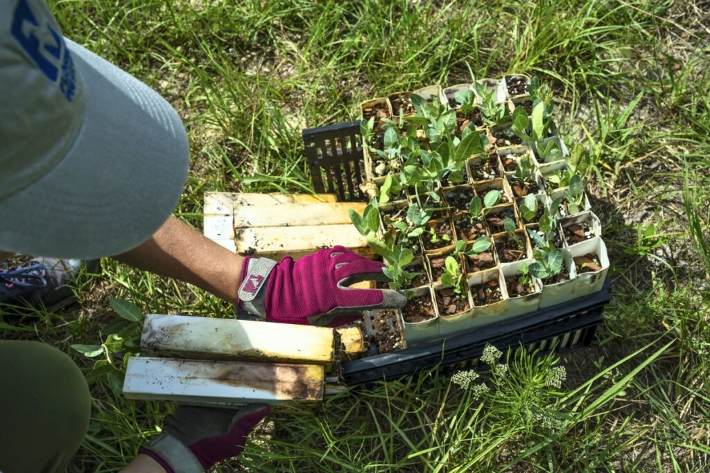 Pinewoods milkweeds (Asclepius humistrata) have deep taproots and must be grown in special elongated pots. Photo by Jeff Gage-Florida Museum