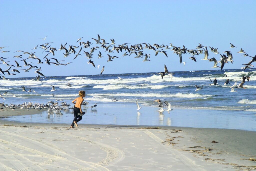 The FWC asks the public not to intentionally force birds to fly on the coast as they use energy needed for nesting and migration. Courtesy of FWC