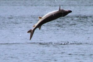 FWC urges boaters to watch for jumping sturgeon on Suwannee River