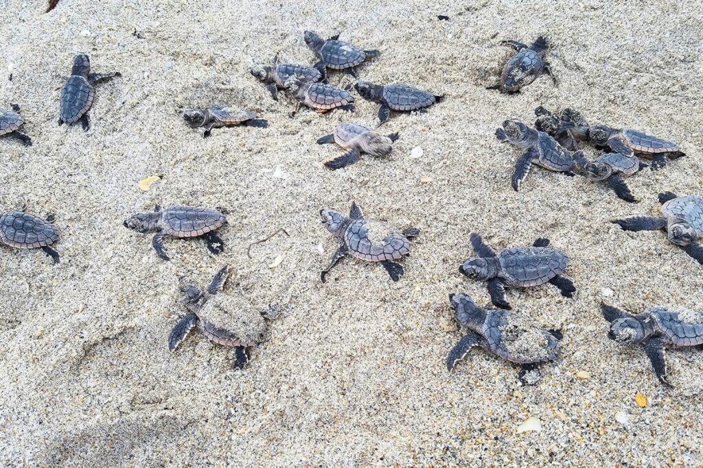 The public is asked not to pick up or disturb sea turtles on the beach. FWC photo by Tonya Long
