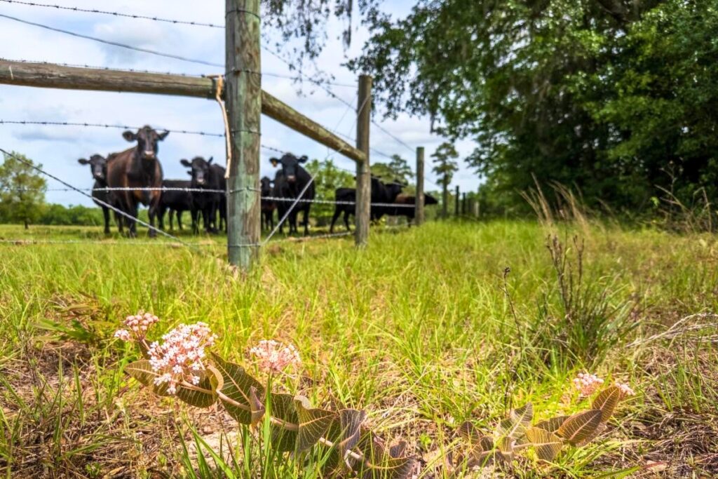 North Central Florida landowners interested in protecting natural resources are encouraged to apply for conservation financial assistance through two Regional Conservation Partnership Program projects led by the Alachua Conservation Trust. Courtesy of ACT