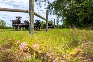 North Central Florida landowners urged to apply for conservation aid