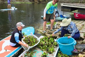 Volunteers invited to remove invasive water hyacinth from Santa Fe River on Sunday
