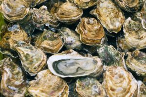 FWC seeks public input on future management of oysters in Big Bend region
