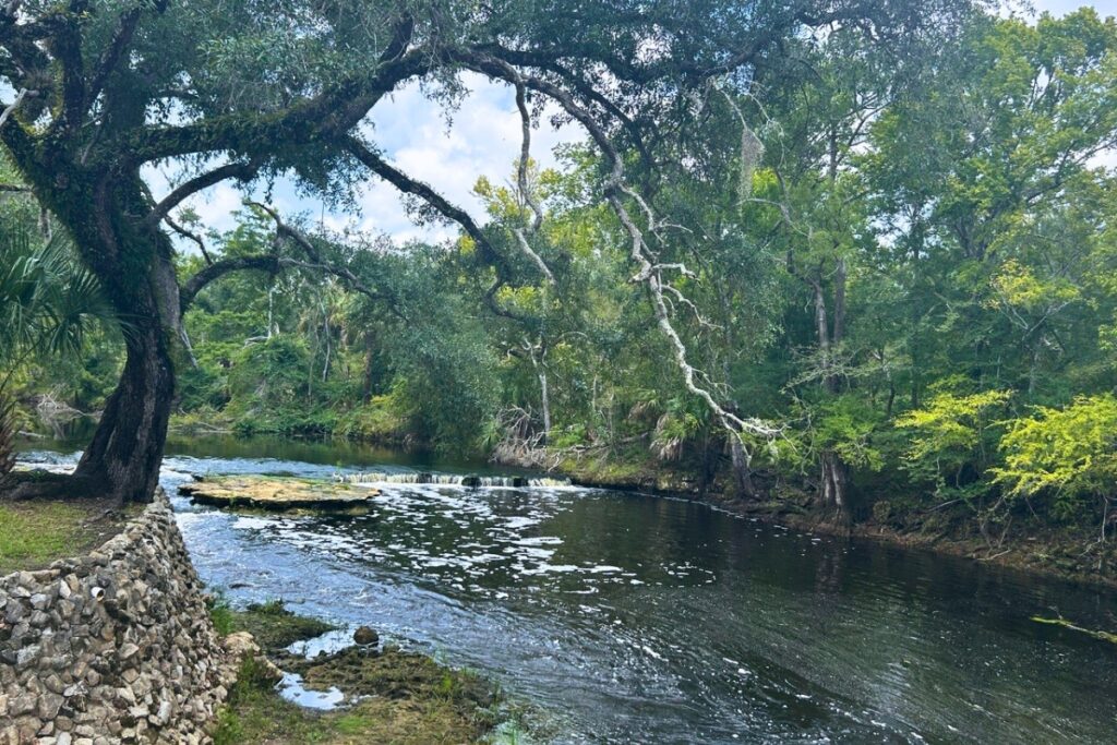 Steinhatchee Falls, one of Florida’s few waterfalls. Photo by Ronnie Lovler