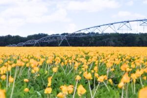 UF/IFAS researchers help growers reduce fertilizer and irrigation use