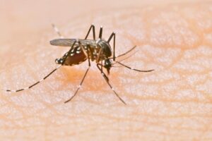 Second locally acquired West Nile virus case confirmed in Alachua County