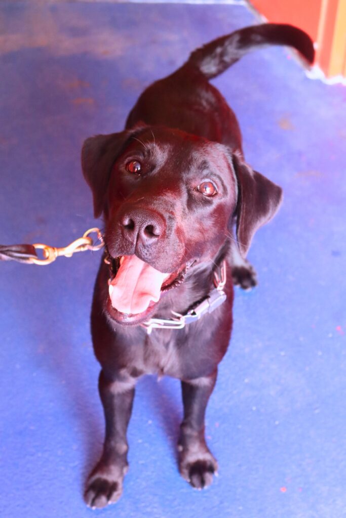 Students are encouraged to pet K-9 Maverick around campus. Courtesy UFPD
