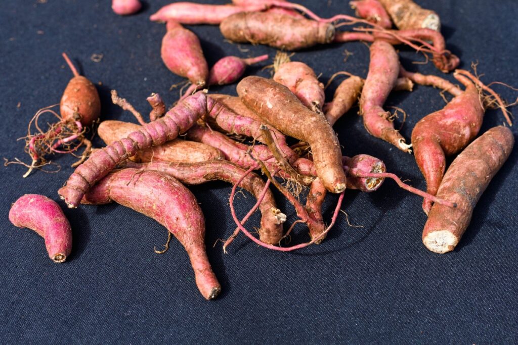 Sweet potatoes at the Sweet Potato Festival in Waldo on Saturday. Photo by Walker Smith
