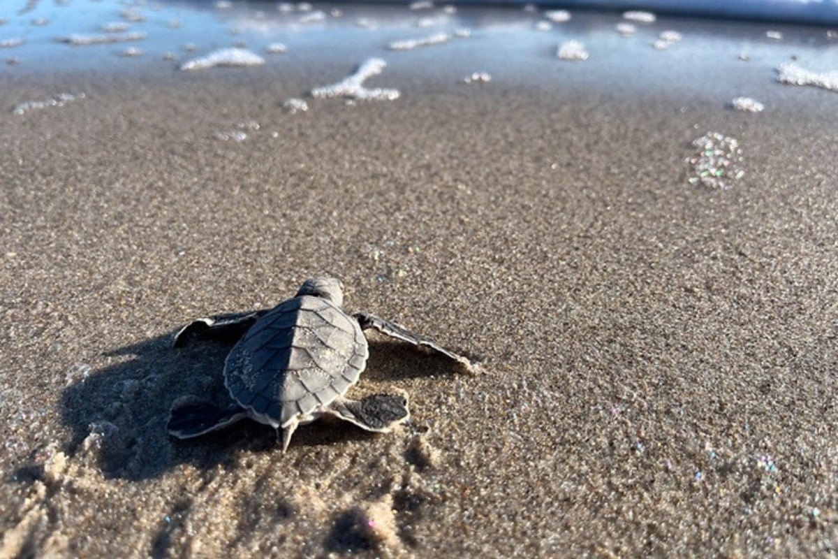 FWC shares tips for beachgoers to protect sea turtles and shorebirds this holiday